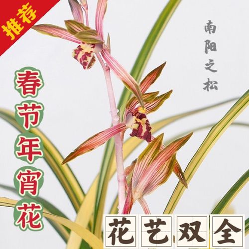 墨兰花苗铭品兰博会特金奖中透十大名贵兰花室内原盆栽种南阳之松