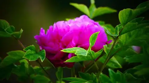 牡丹真国色 人间春世界 - 美篇