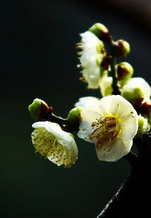 绿萼梅花图片_绿萼梅诗词赏析 - 齐齐哈尔诗词网