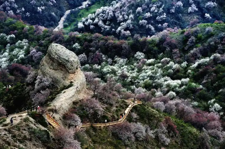 摄影 伊犁杏花美如画 写美篇大西沟福寿山位于伊犁霍城县西北大西沟乡