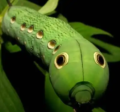 这个真的可以有重口味蝴蝶小时候多图