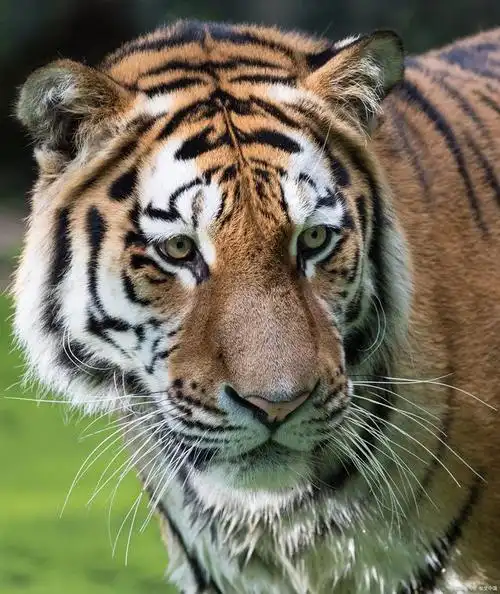 老虎处于食物链的顶端吗