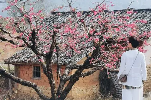 桃花春色暖先开明媚谁人不看来