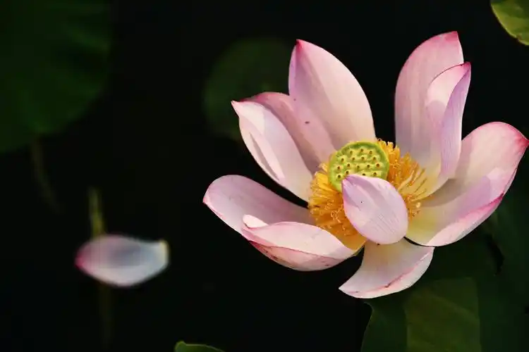 禅意莲花——拍自东屯大王庄莲池