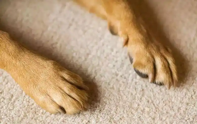 【来问】狗狗的臭脚丫熏死了,怎么回事?