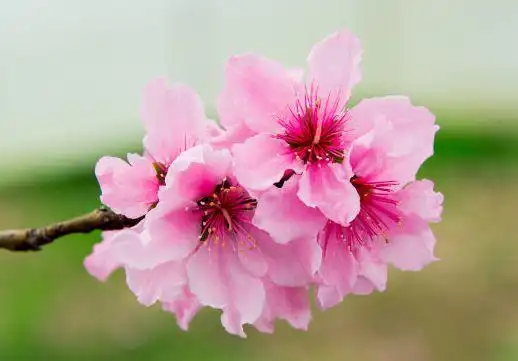 2021年1月下旬,4属相贵人相助,好运连连,日子红红火火|财帛宫|桃花运