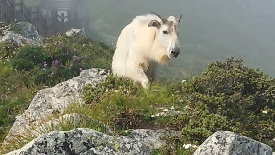 陕西太白山景区发现国家一级保护动物羚牛