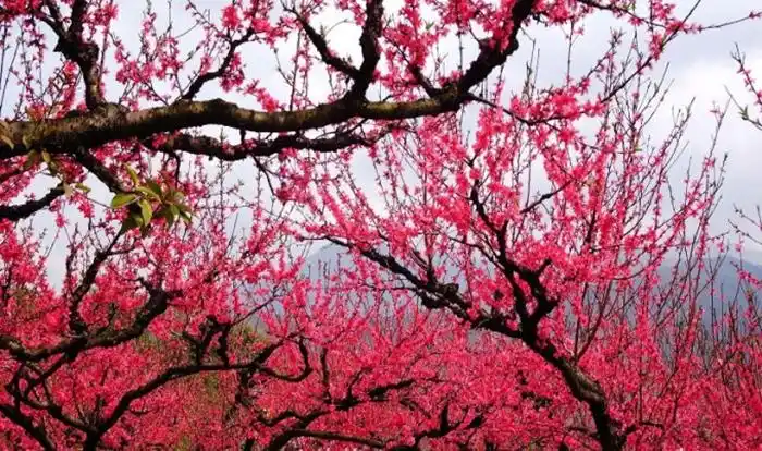 【春暖桃花开】踏青时节,桃花盛开,穿越秦汉古道