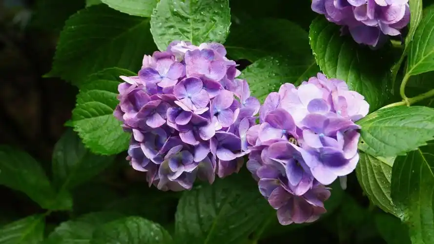 清新唯美绣球花图片桌面壁纸