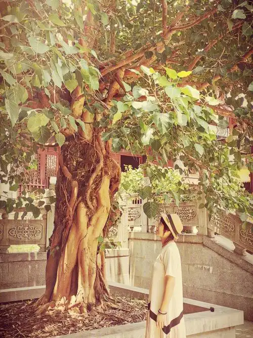 菩提树下
