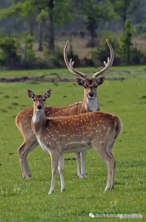 礼遇吉林|长白山名贵中药材——鹿茸