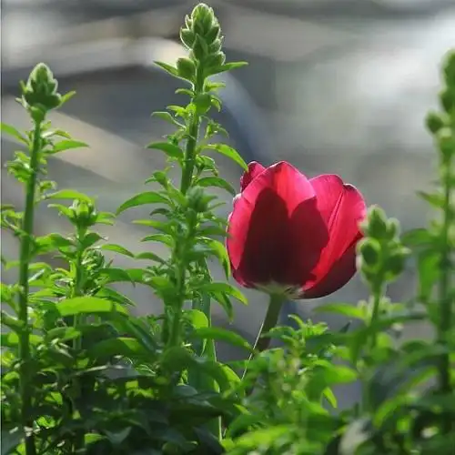 春天花卉高清头像图片嘉禾重颖蓂荚载芬