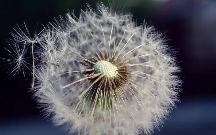 唯美好看的蒲公英高清电脑壁纸分享!