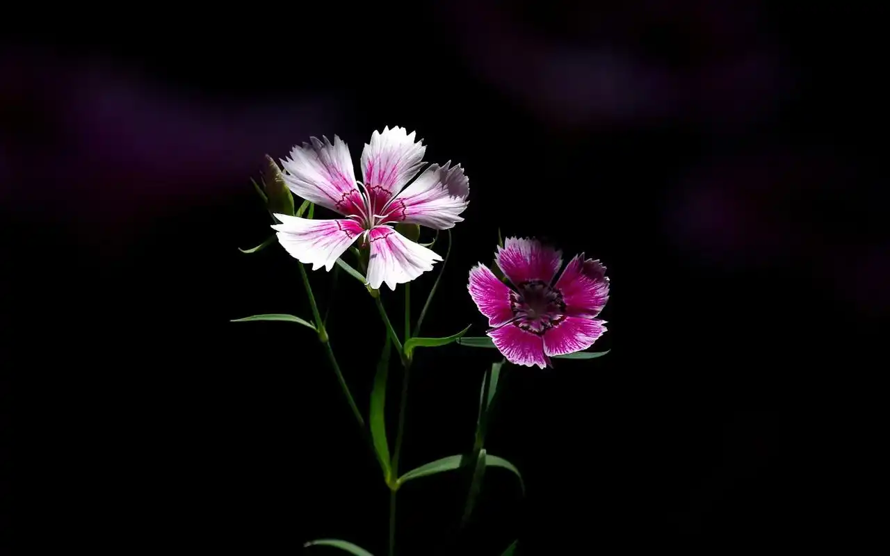 意境唯美的石竹花风景图片桌面壁纸