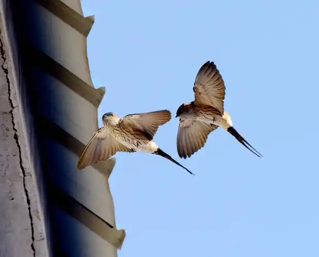 燕子双双戏檐前