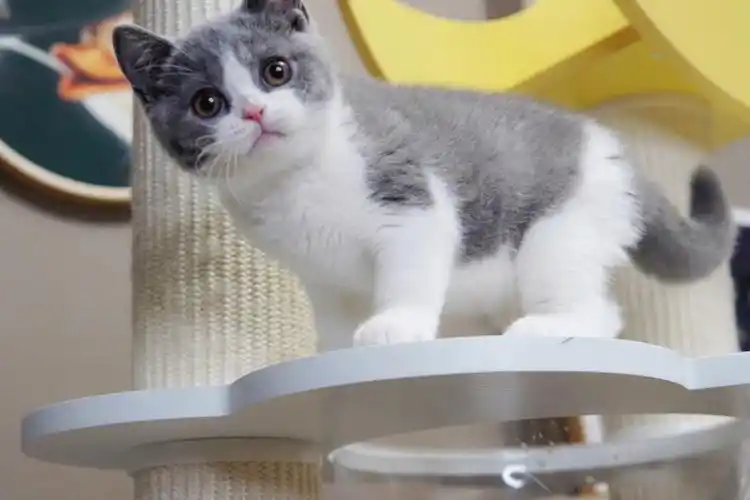 娃娃一样的英短蓝白果酱弟弟