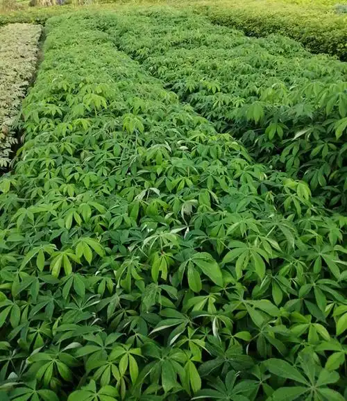 美丽异木棉 大腹木棉树苗 庭院花树 街道风景绿化种植树苗 美丽异木棉