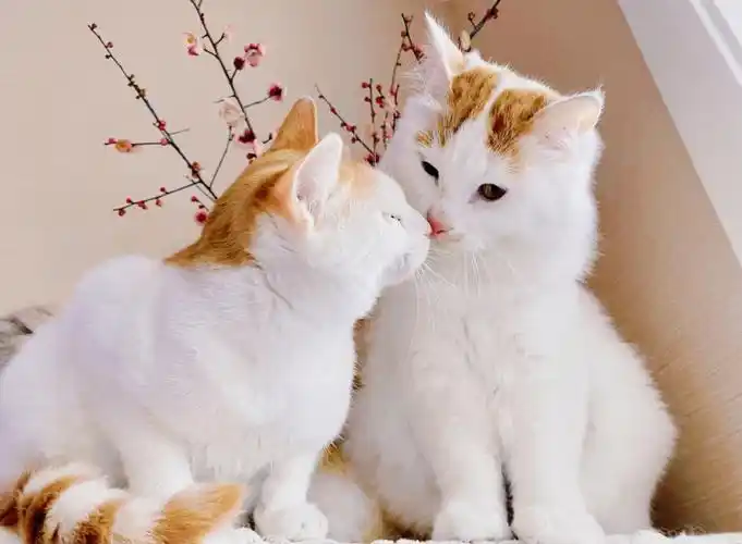 情人节万万没想到被我猫秀一脸