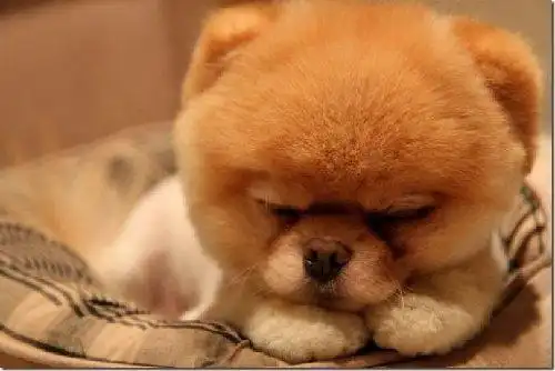 萌死人网络爆红超萌小狗组图