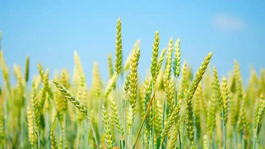 麦田,清新的绿色,蓝色的天空 壁纸 - 2560x1440