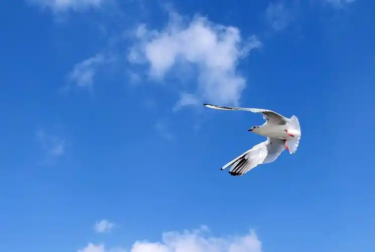 蓝天白云下,拍出的照片真是养眼,这让来自雾霾严重的地方的我犹为感慨