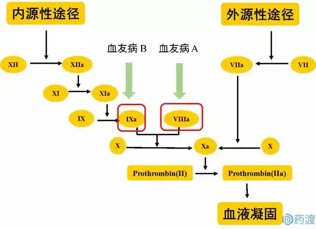 "红玫瑰"or"白玫瑰",谁将成为未来血友病治疗的"心头好"?