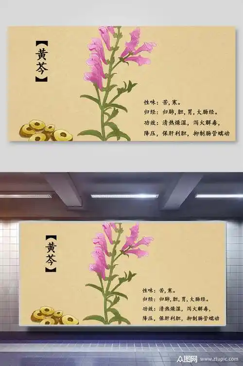 中国风黄芩本草纲目中草药介绍展板