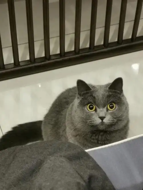 英短蓝猫这品相咋样