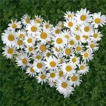 微信头像最新好运风景唯美 微信头像最新版风景好运 - 微信头像