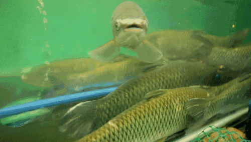 鱼儿回家灵动的身影让人忍不住想一试身手各类鱼儿游曳其中大鱼,小鱼