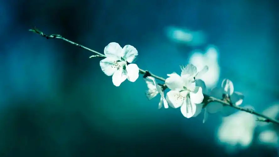 桃花(风景静态壁纸) - 静态壁纸下载 - 元气壁纸