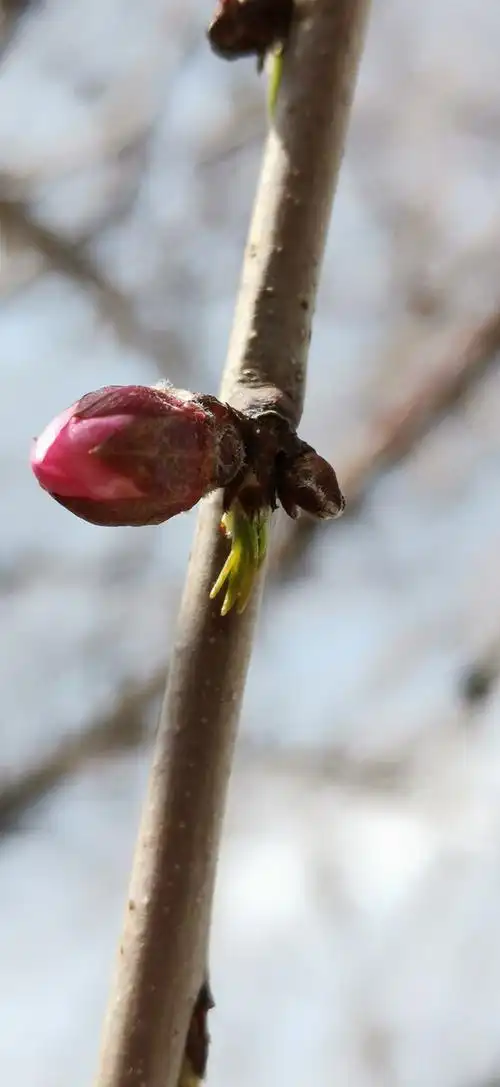 含苞待放的花骨朵