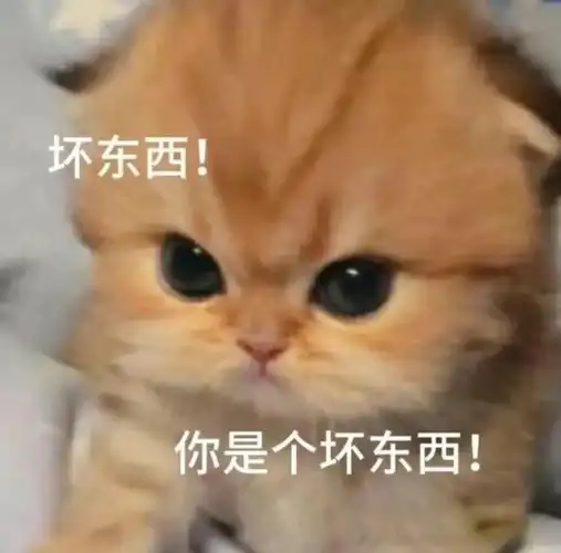 超可爱实用的猫猫表情包!