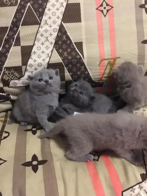 看看我家刚出生的英短小蓝猫吧