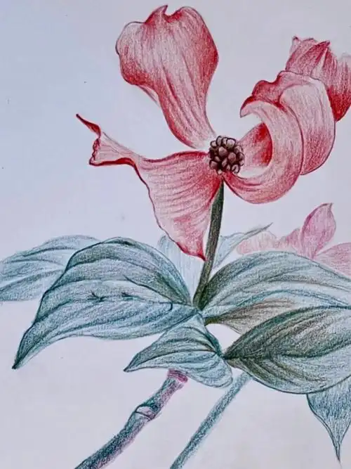 彩铅画大花山茱萸附详细步骤图色号