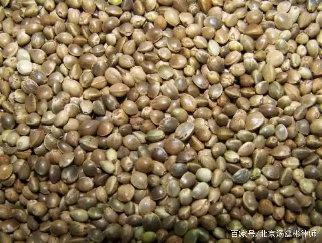 不应将工业大麻籽认定为"毒品原植物种子"并定罪处罚