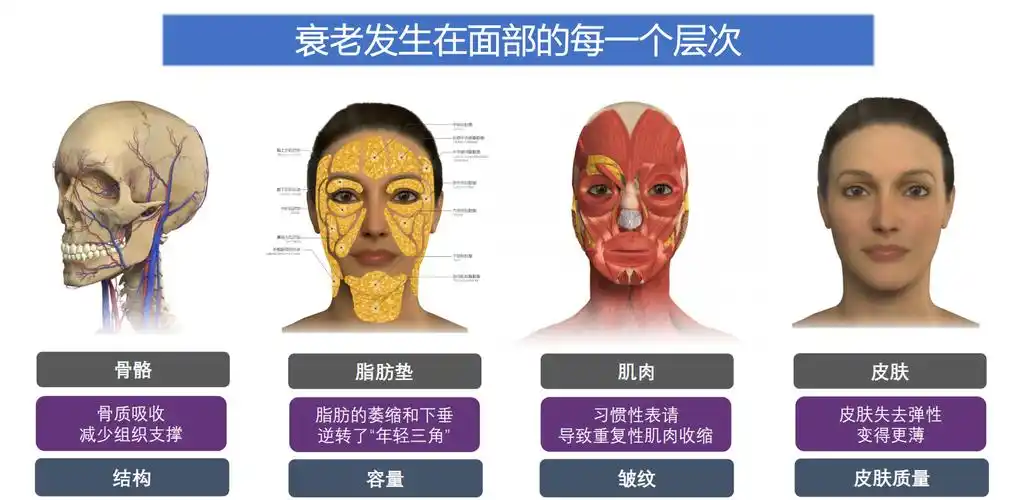 面部衰老的成因