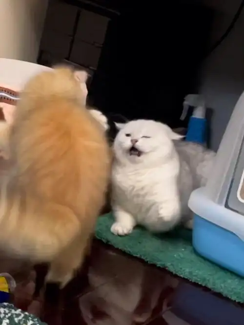 笑拉了猫咪怎么连打架都这么可爱
