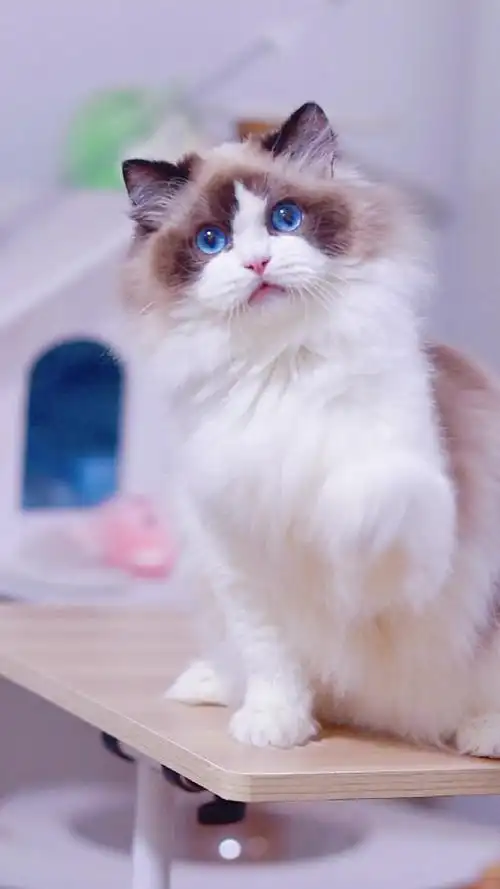 布偶猫海双布偶猫海双布偶新脸版海双