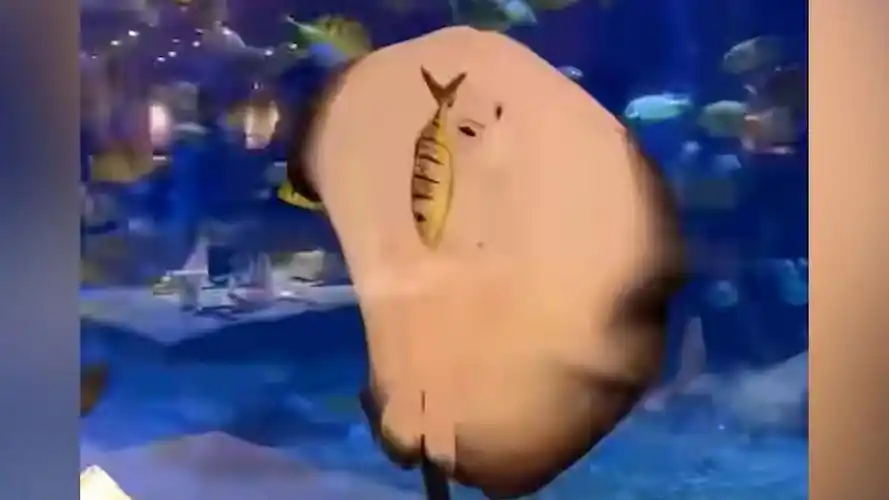 太没礼貌啦!魔鬼鱼上班时间活吞"同事"