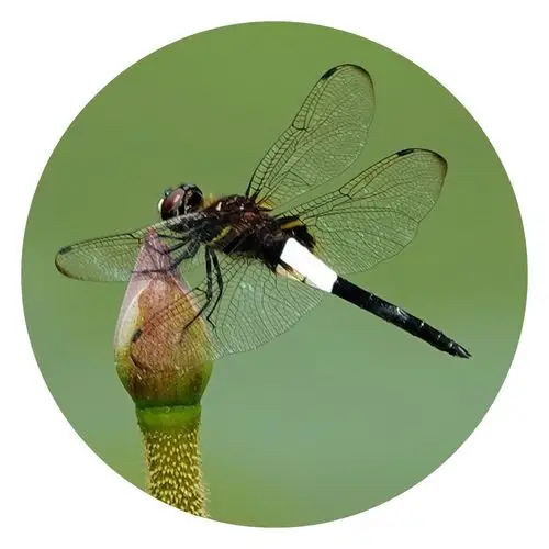 蜻蜓～小蜻蜓,大眼睛,翅膀透明身体轻,飞到西来飞到东,辛勤劳动捉害虫