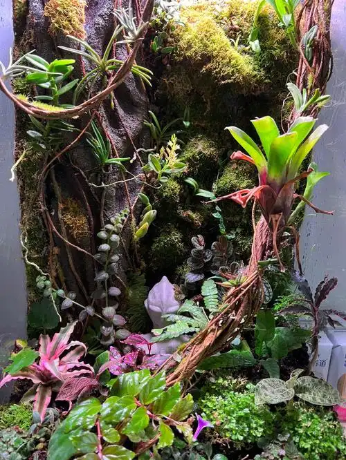 后面慢慢跟大家分享开缸教程和植物#雨林缸