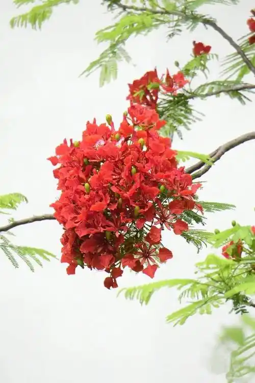 图源于三亚发布微信公众号凤凰花的花语是离别,思念和火热青春处处