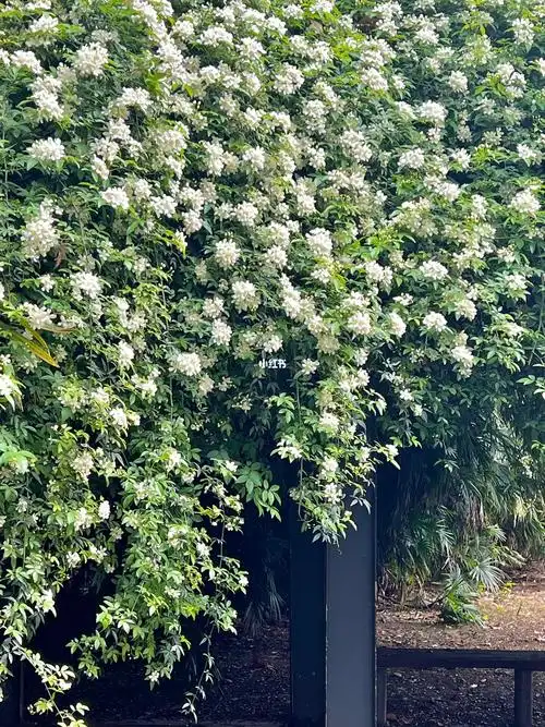 在成都!被花开成瀑的七里香美哭了