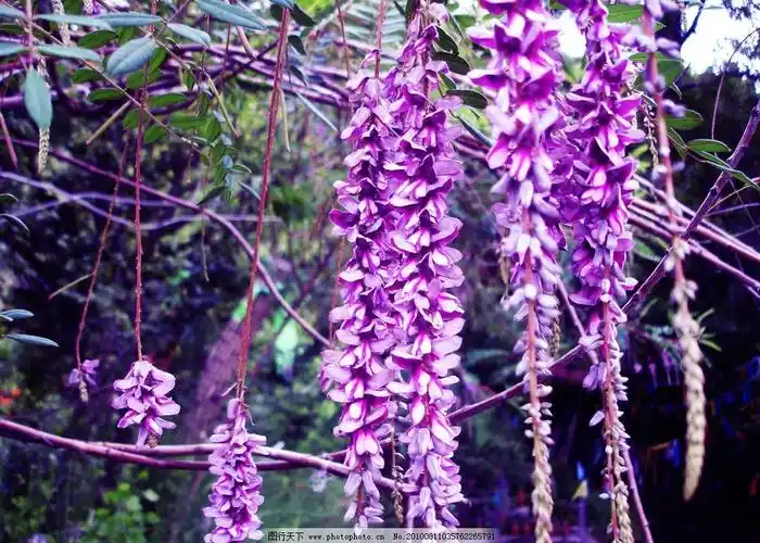 首页 植物大全 紫色吊兰图片                  紫花花朵吊兰紫荆花