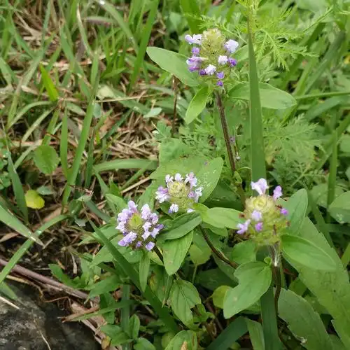 被称为是护肝清肝圣药的夏枯草你了解多少高血压人群适用