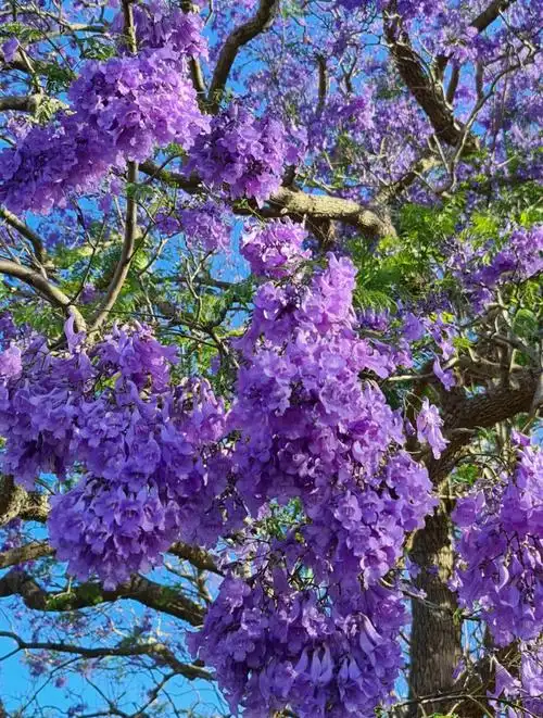 蓝花楹jacaranda