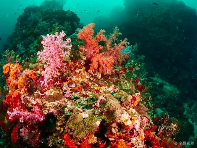 珊瑚礁_珊瑚鱼_斯米兰群岛_泰国_高清图片_全景视觉