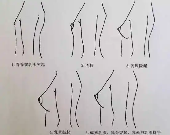 初中女生正常乳房多大初中女生1416岁胸部发育时间