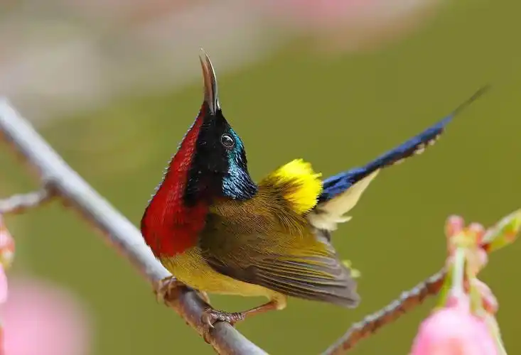 天地间的使者——美丽太阳鸟